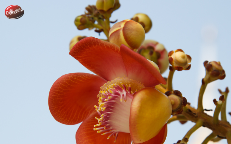 Robusta-ben-vung-cau-chuyen-carbon-footprint (3)